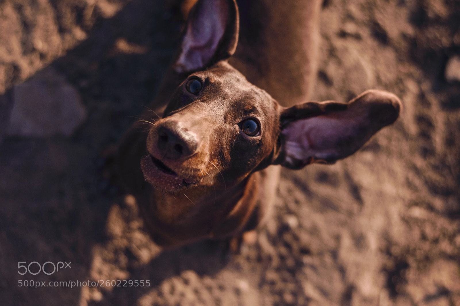 Nikon D3200 sample photo. Dog emotions portrait photography