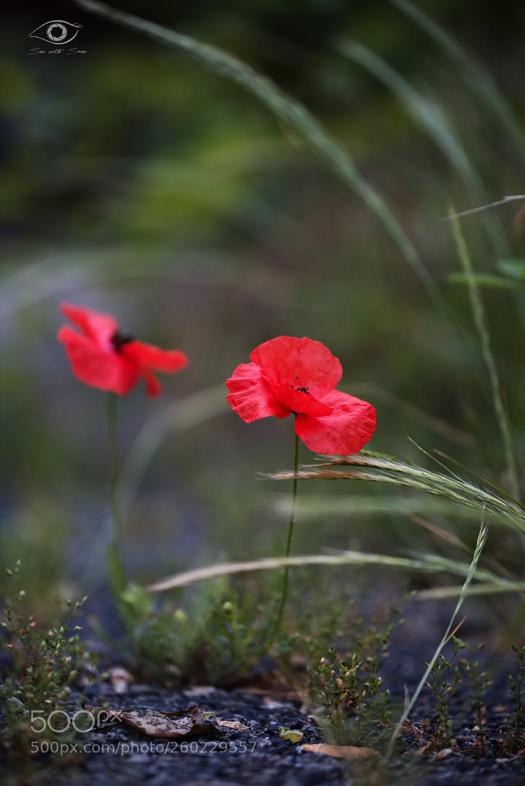 Canon EOS 6D sample photo. Roadside beauty! photography