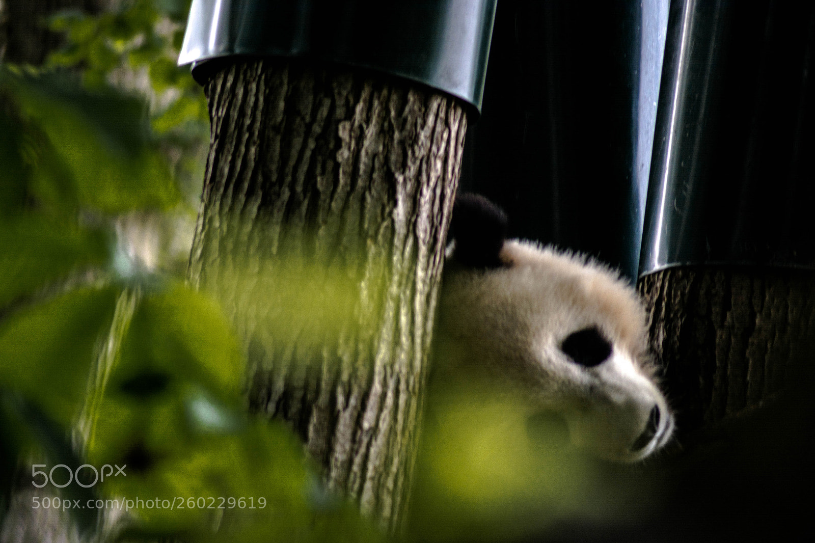 Nikon D5200 sample photo. Sleeping panda photography