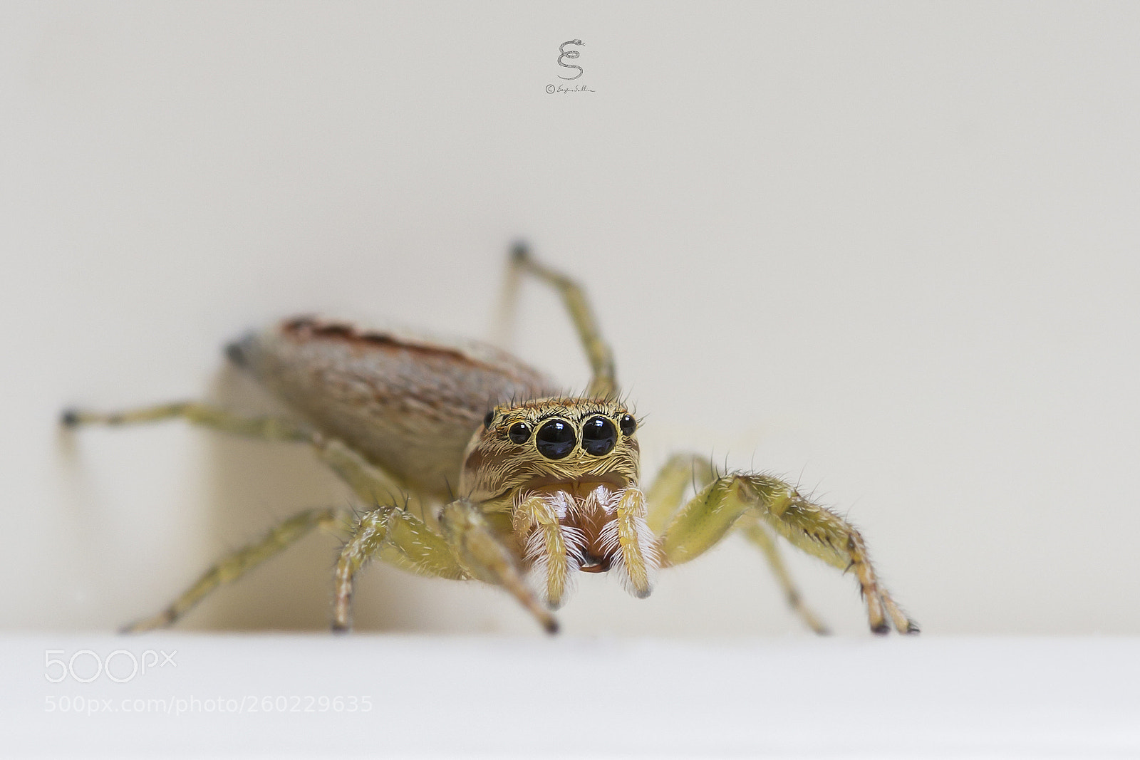 Canon EOS 700D (EOS Rebel T5i / EOS Kiss X7i) sample photo. Icius sp. ♀ photography