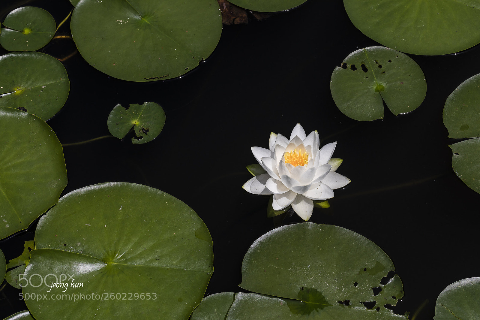 Canon EOS 5D Mark IV sample photo. Water lily photography