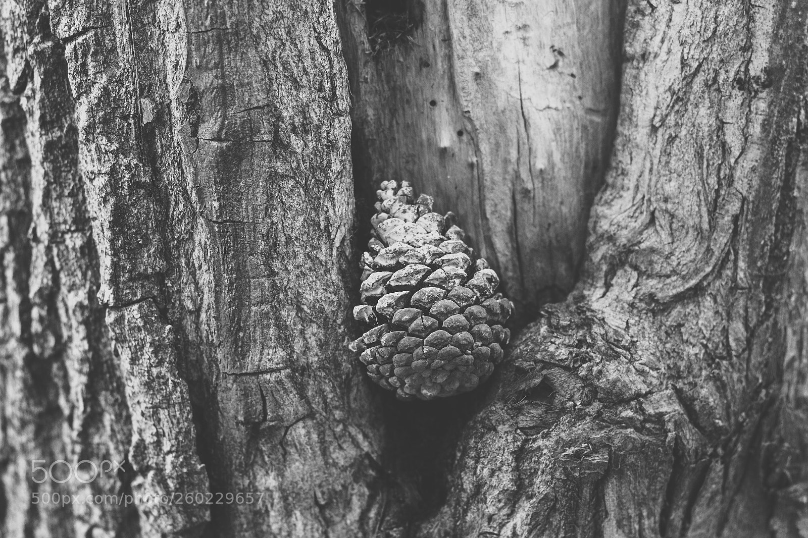 Canon EOS 700D (EOS Rebel T5i / EOS Kiss X7i) sample photo. Kozalak photography