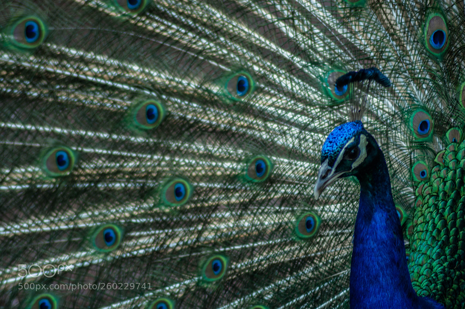 Nikon D5200 sample photo. Thousand eyes photography