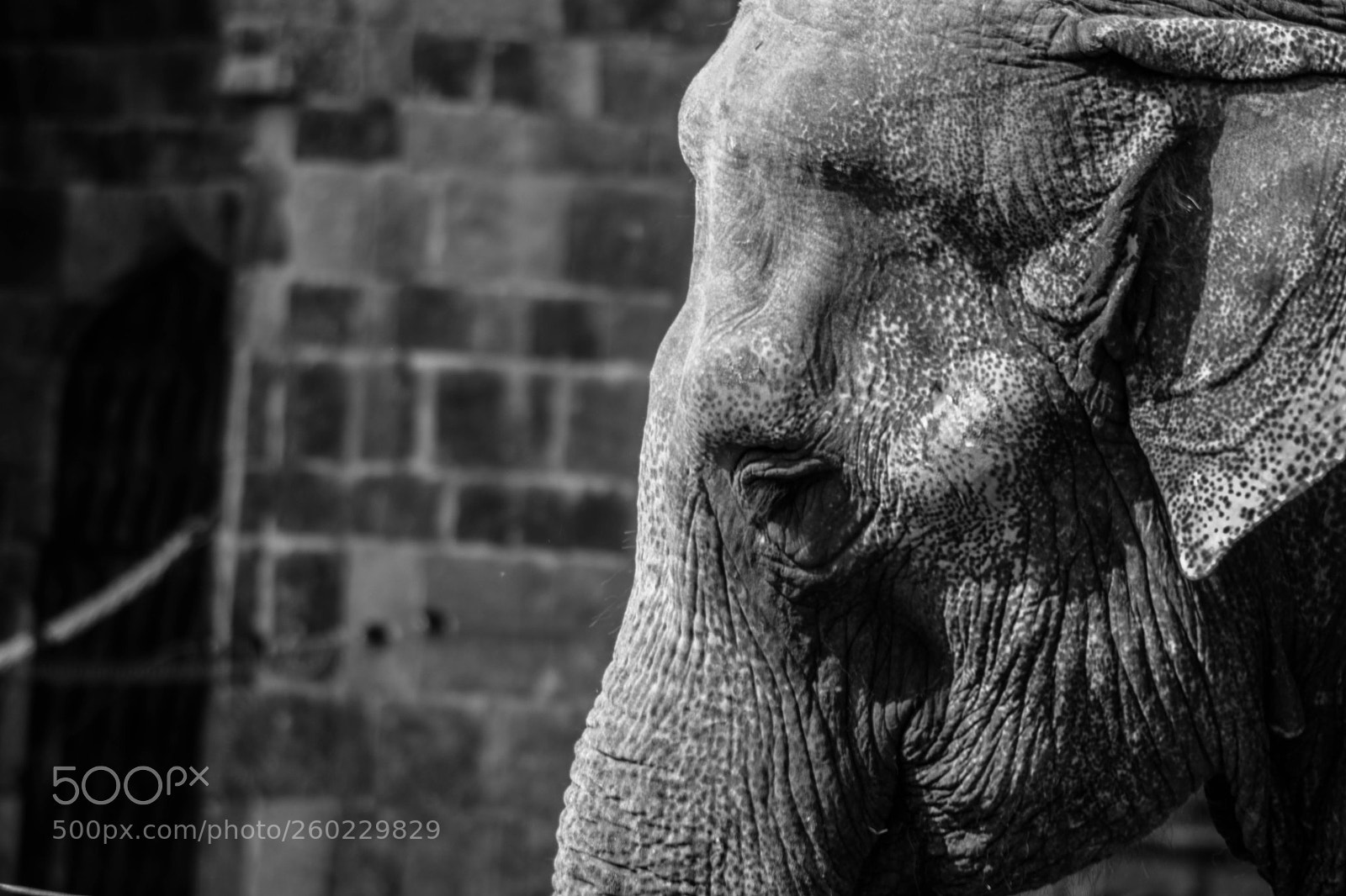 Nikon D5200 sample photo. Elephant photography