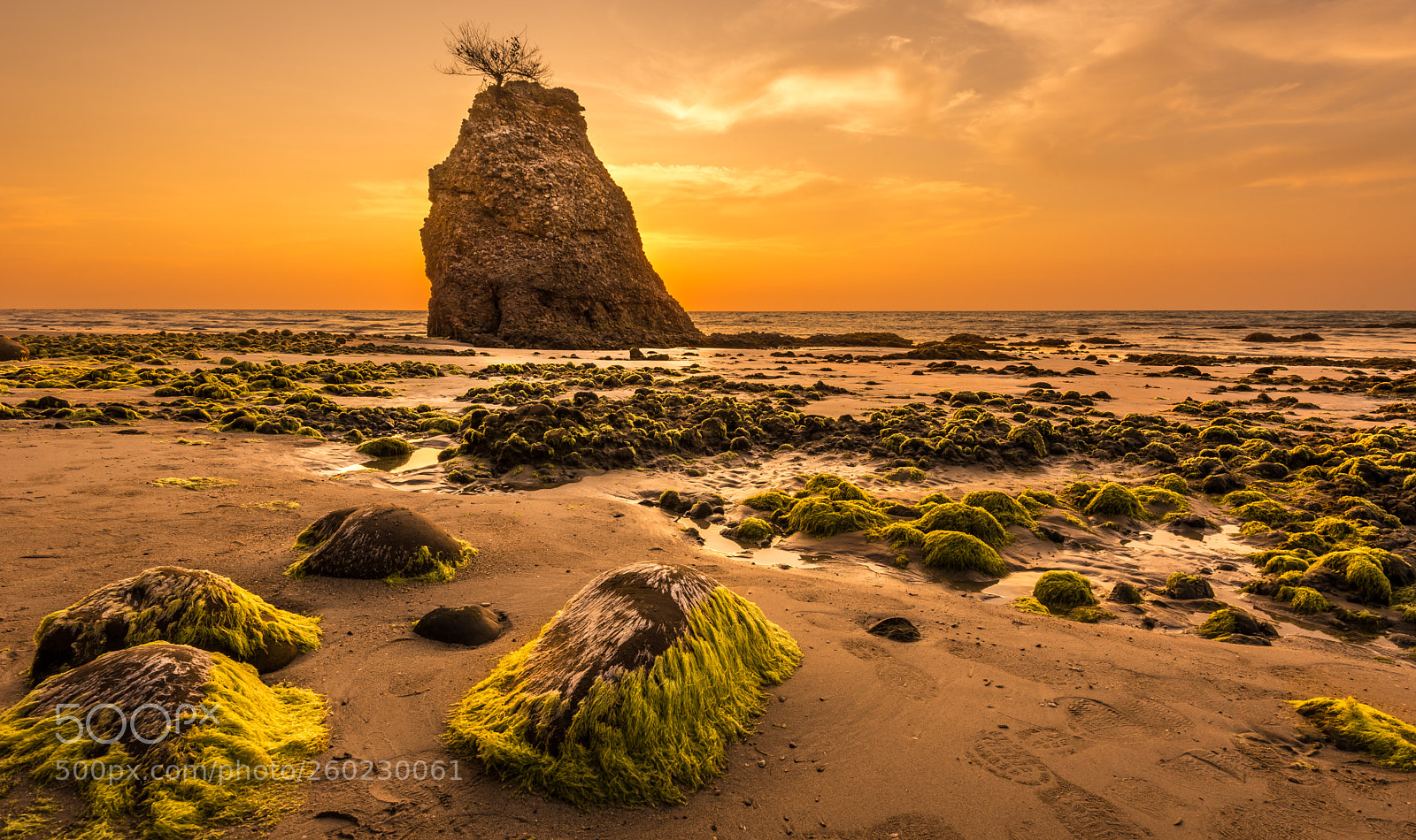 Nikon D750 sample photo. Mossy sunset photography