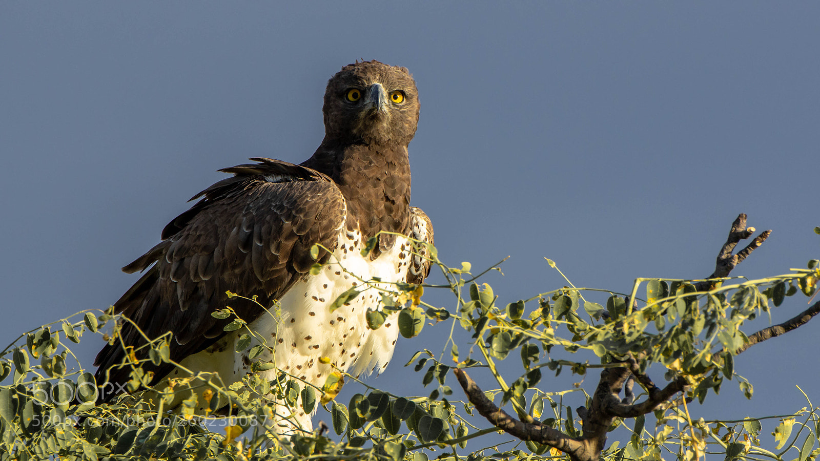 Pentax K-3 II sample photo. Martial eagle, etosha photography