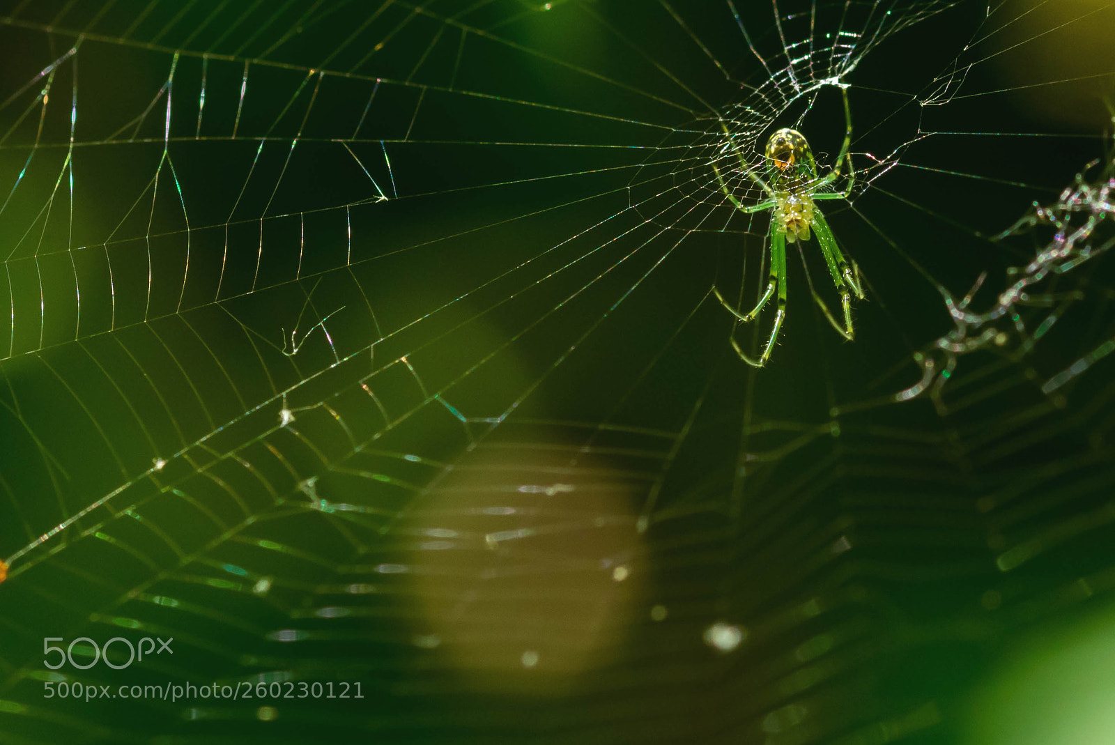 Nikon D3400 sample photo. Orchard spider photography