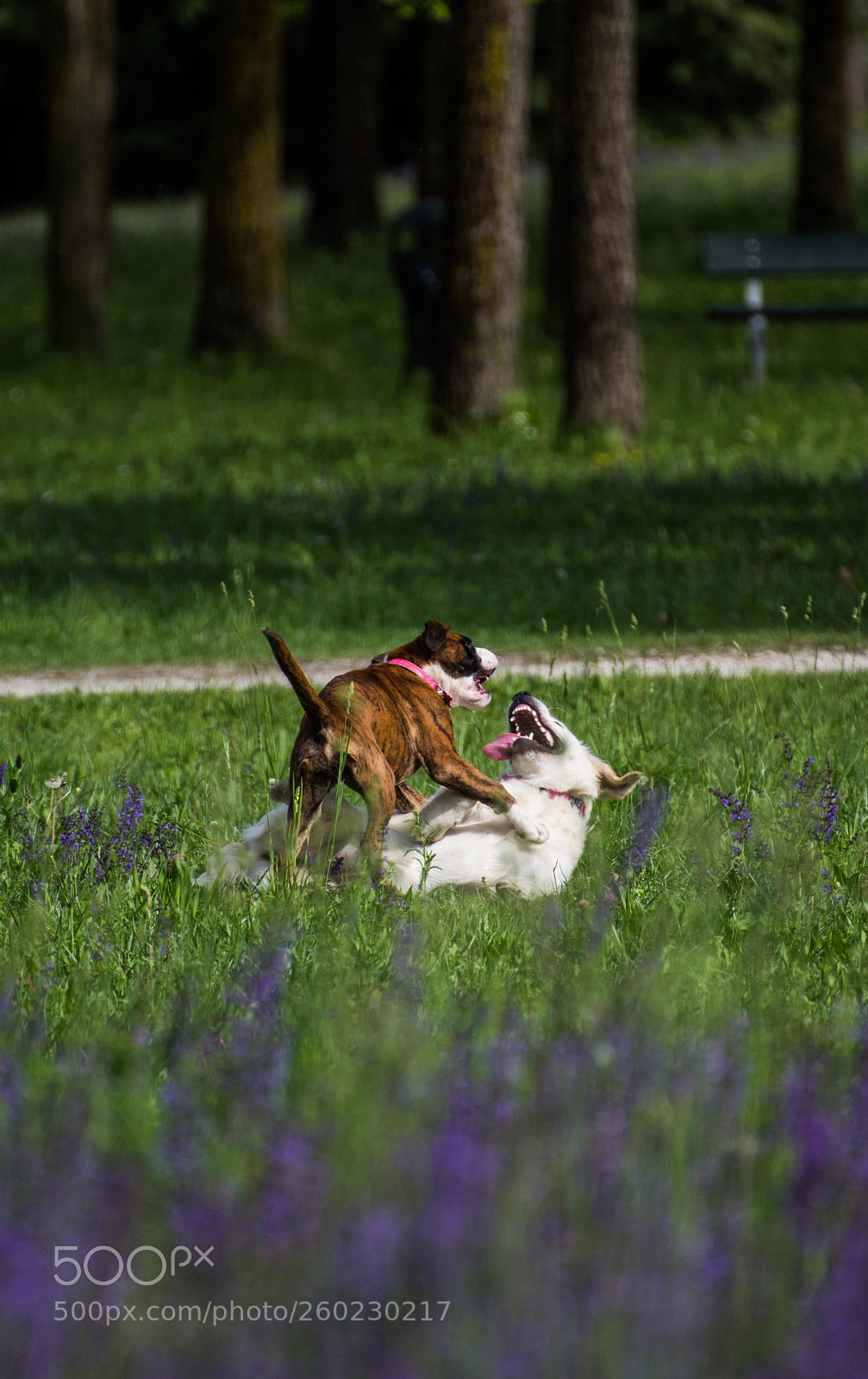 Canon EOS 60D sample photo. Untitled photography