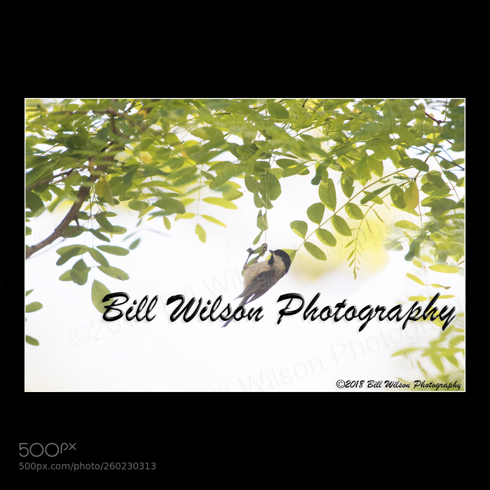 Nikon D500 sample photo. Black capped chickadee photography