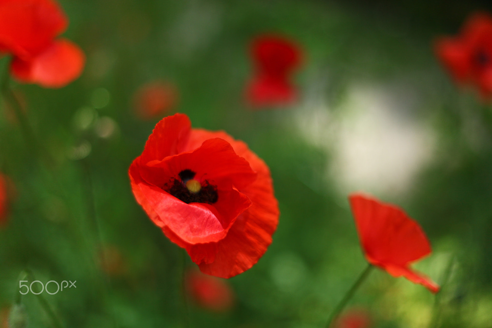 Canon EF 50mm F1.8 II sample photo. Poppy red photography