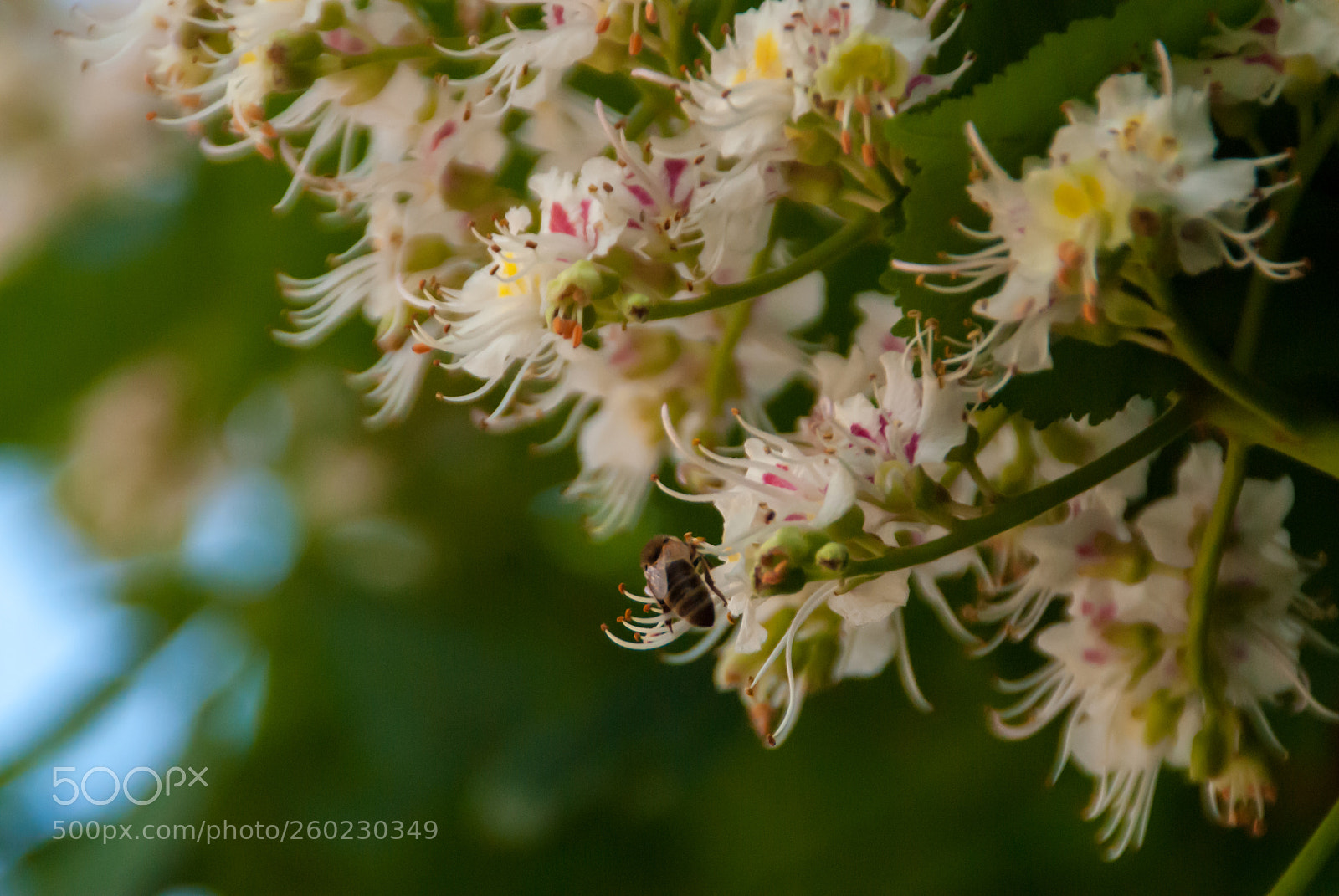 Nikon D200 sample photo. Bee photography