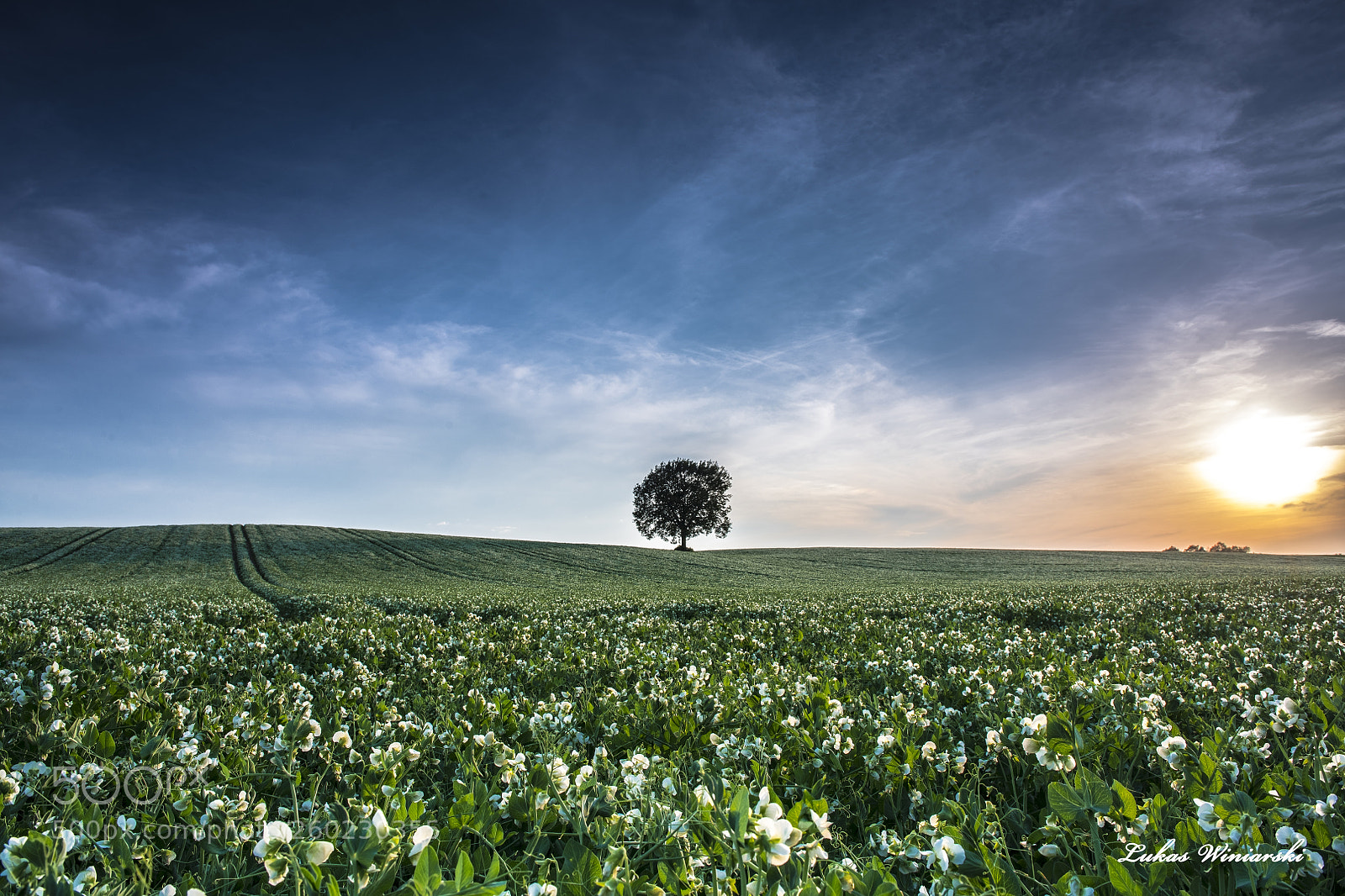 Nikon D850 sample photo. Alone at the field photography