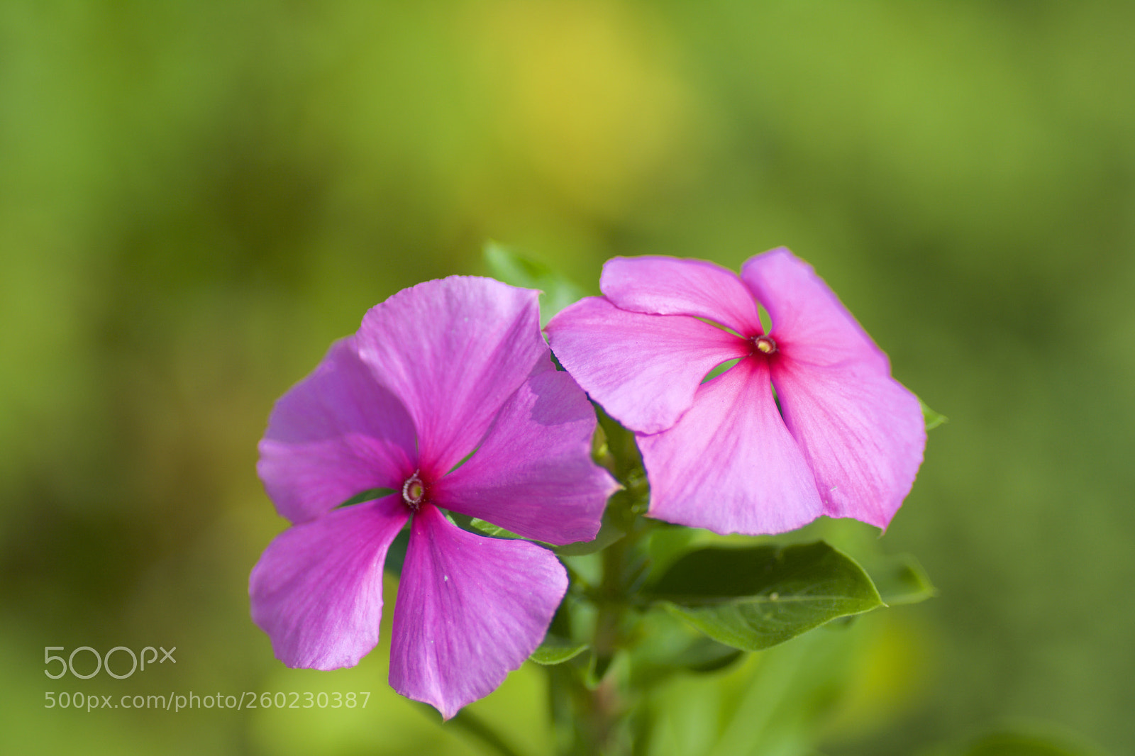 Nikon D7100 sample photo. Simple beauty photography