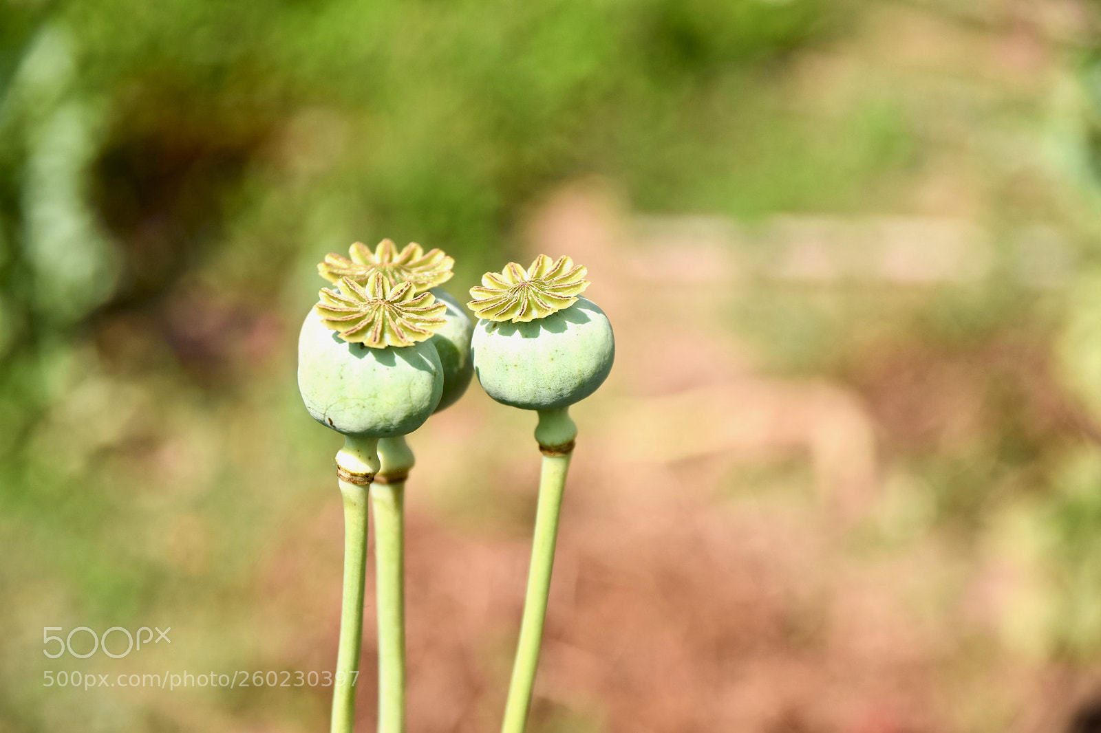 Nikon D5300 sample photo. Opium poppy fruits (dsc_9669) photography