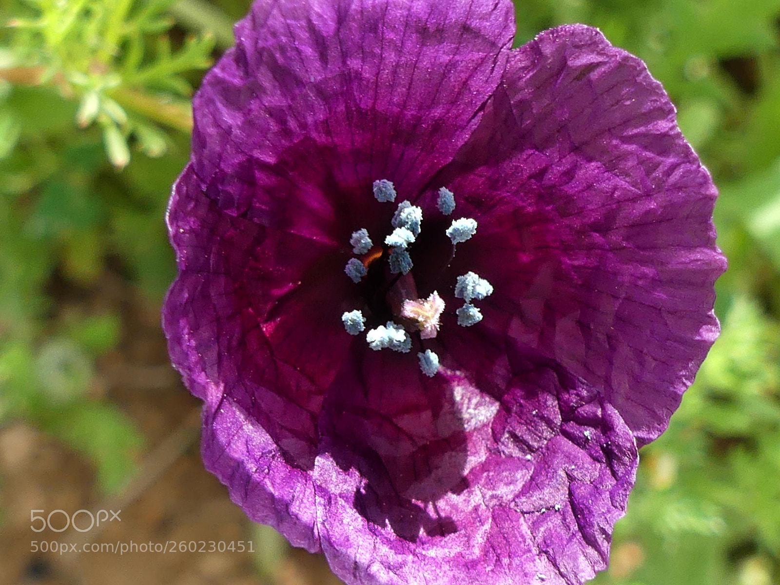 Panasonic Lumix DMC-FZ300 sample photo. Poppy photography