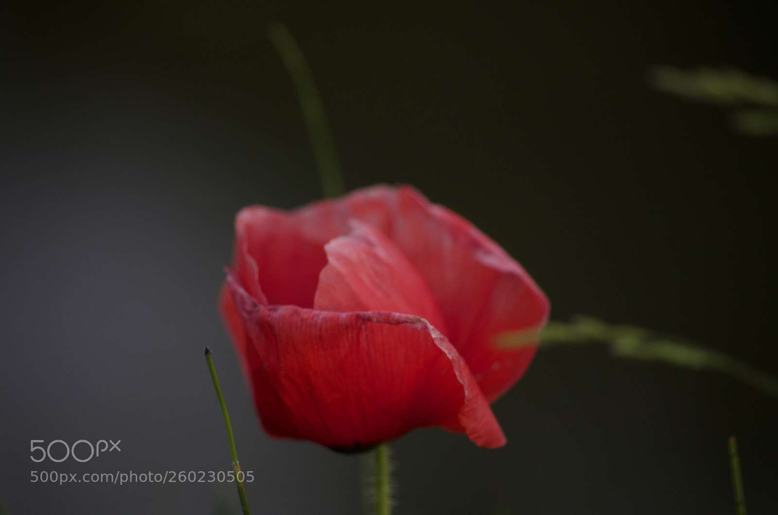 Pentax K-50 sample photo. Untitled photography