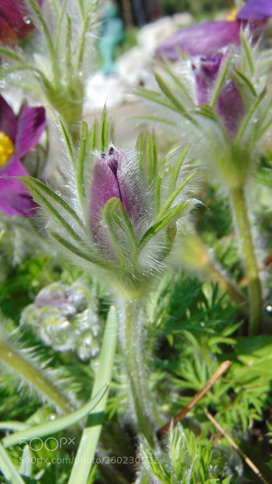 Sony Cyber-shot DSC-H300 sample photo. Flower, springtime. photography