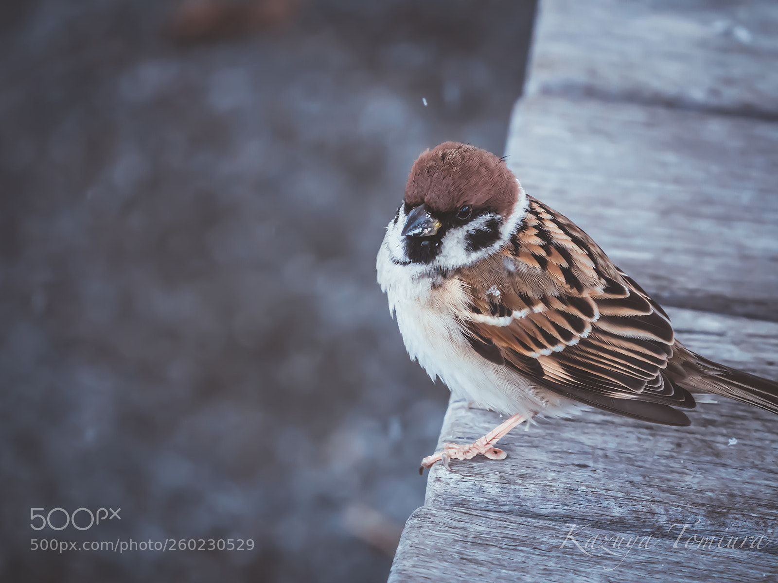 Panasonic Lumix DMC-GH4 sample photo. Feather rest photography