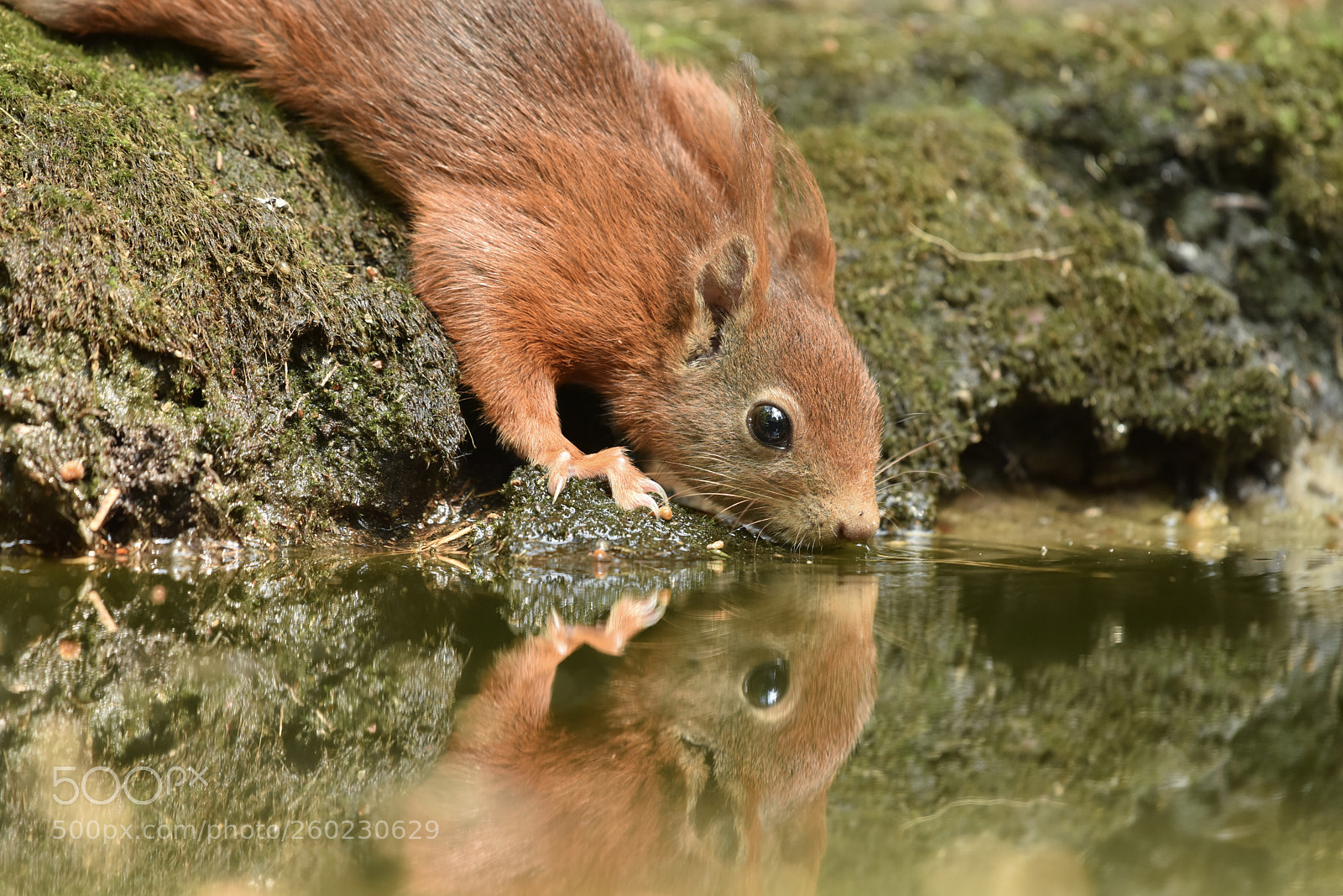 Nikon D810 sample photo. Drinking squirrel photography