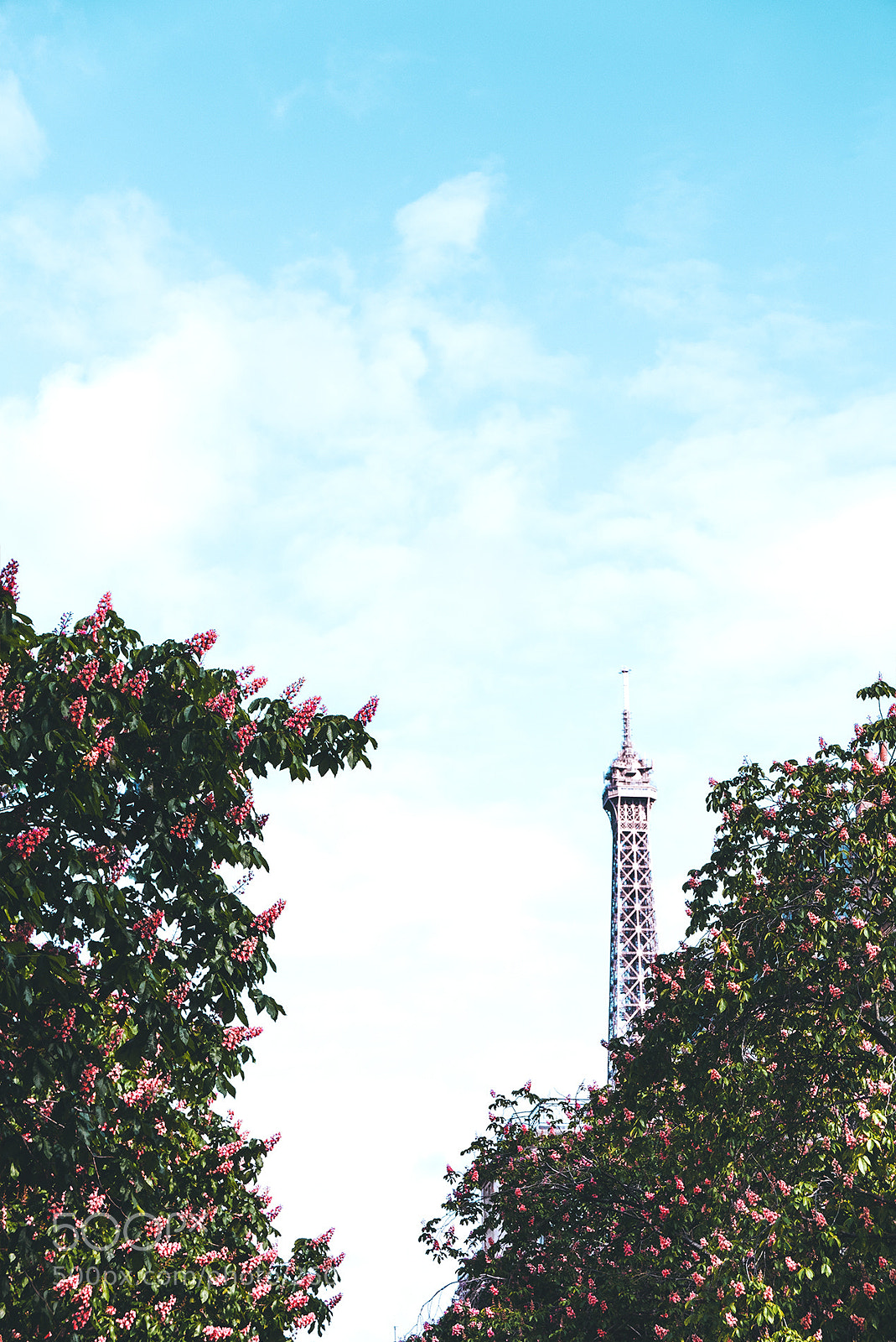 Panasonic Lumix DMC-LX100 sample photo. Flower tower photography