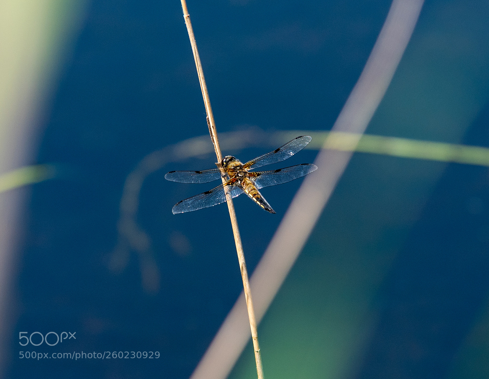 Nikon D750 sample photo. Dragonfly photography