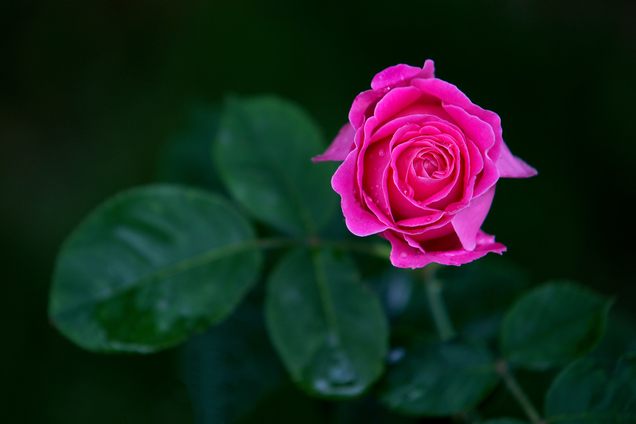 Sony Alpha DSLR-A900 sample photo. 雨后的粉月季（月季系列） photography