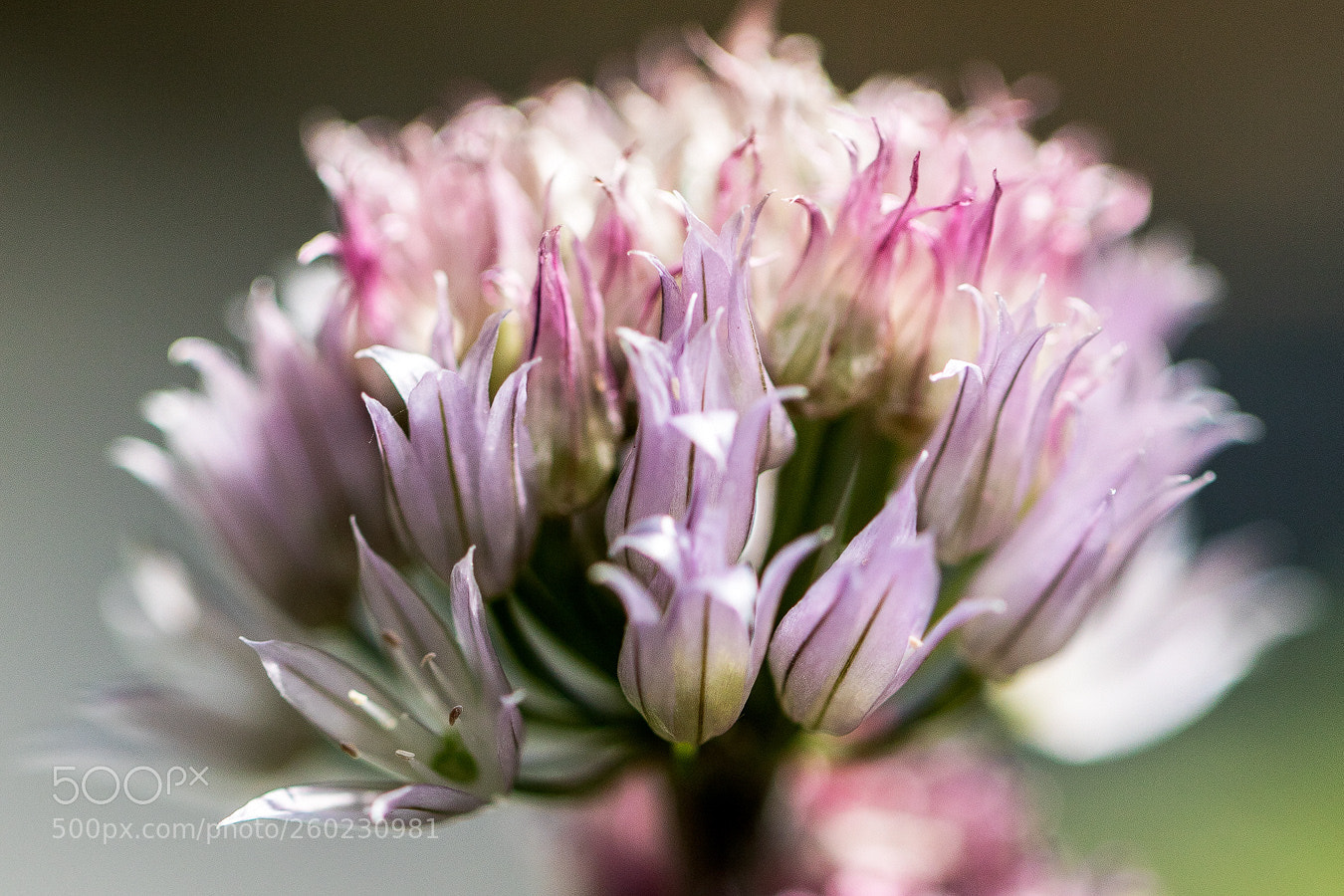 Canon EOS 5D Mark IV sample photo. Schnittlauch (allium schoenoprasum) photography