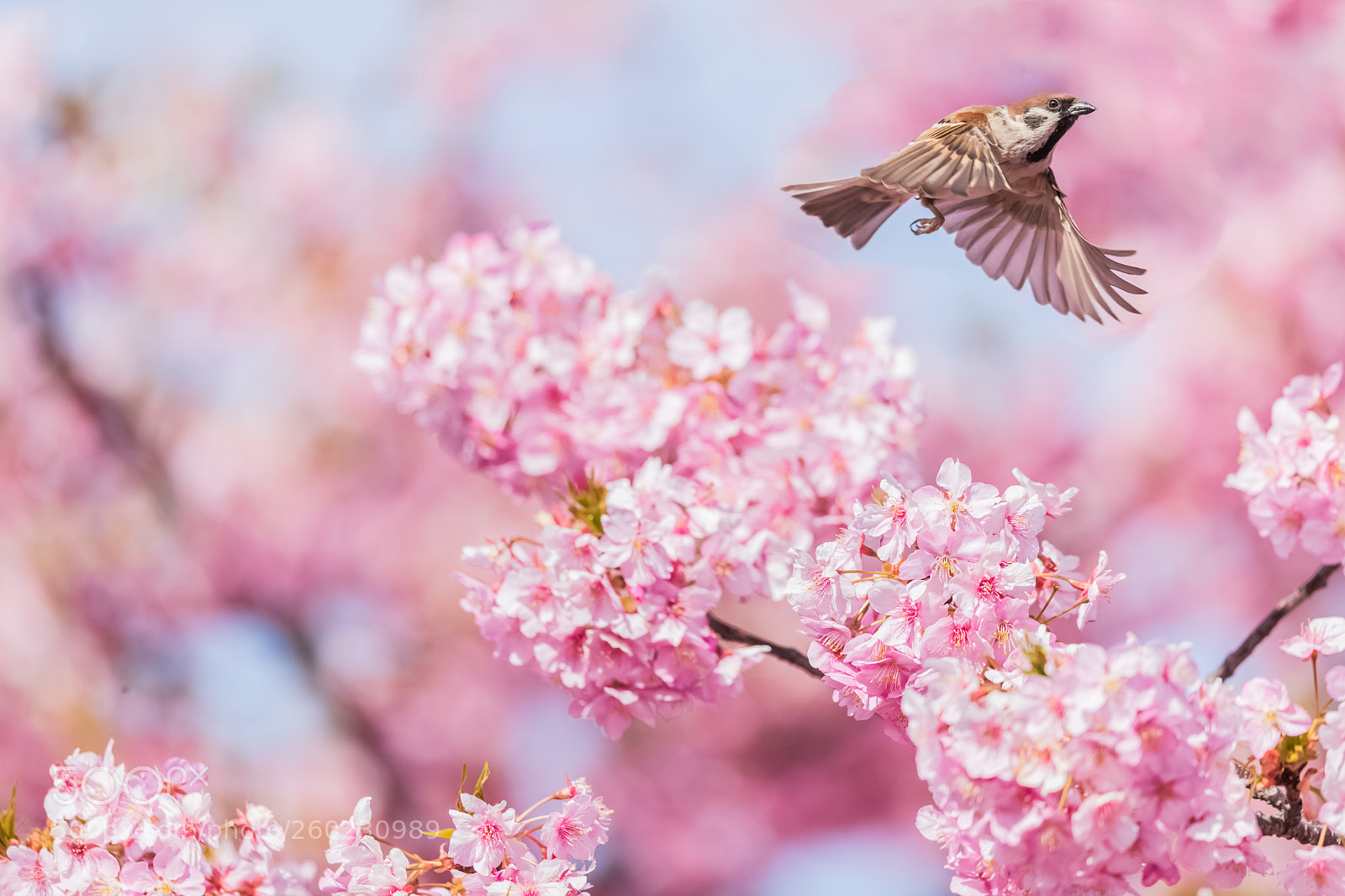 Canon EOS-1D X Mark II sample photo. ＦＬＹＩＮＧ！ photography
