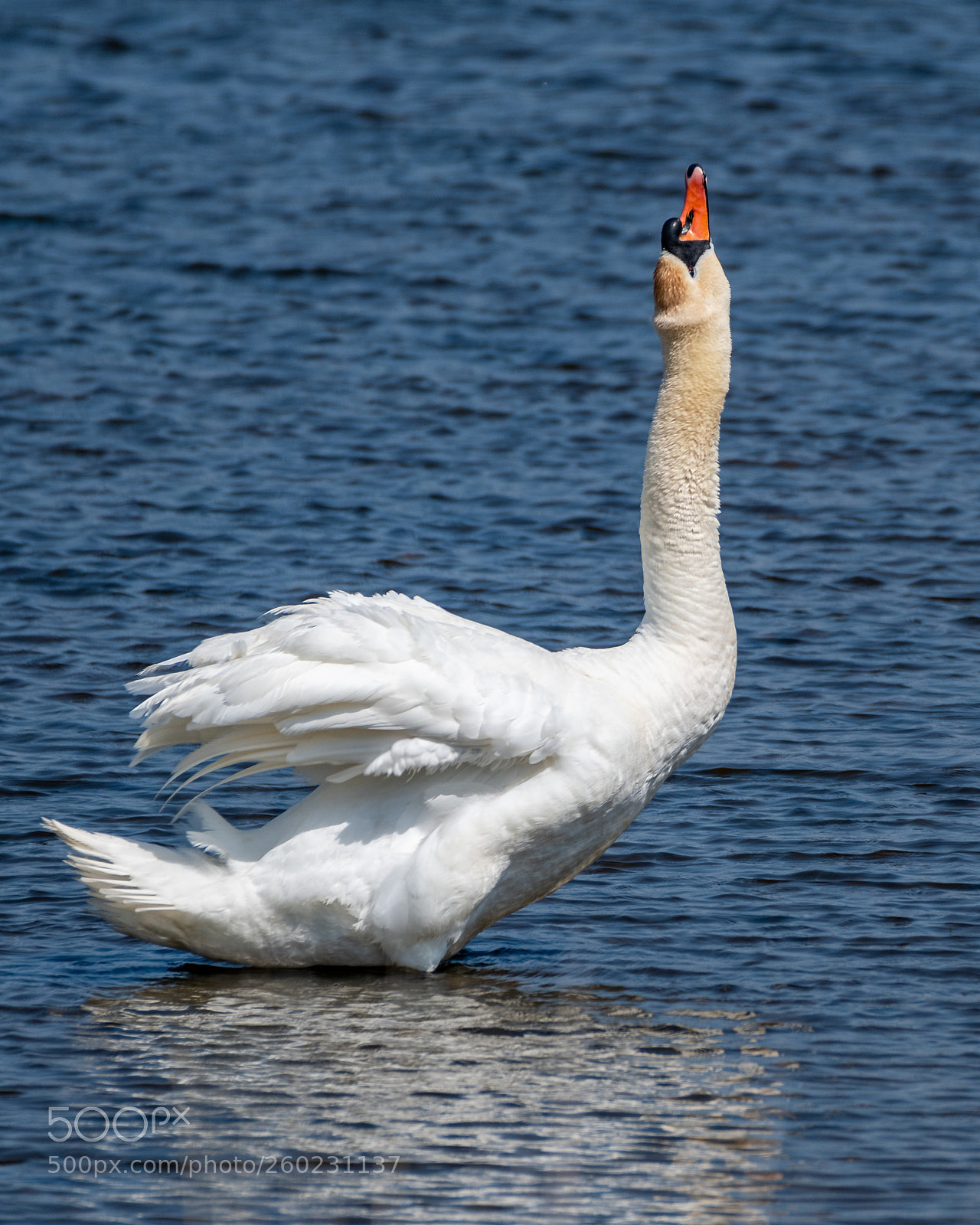 Nikon D500 sample photo. White swan stretch photography