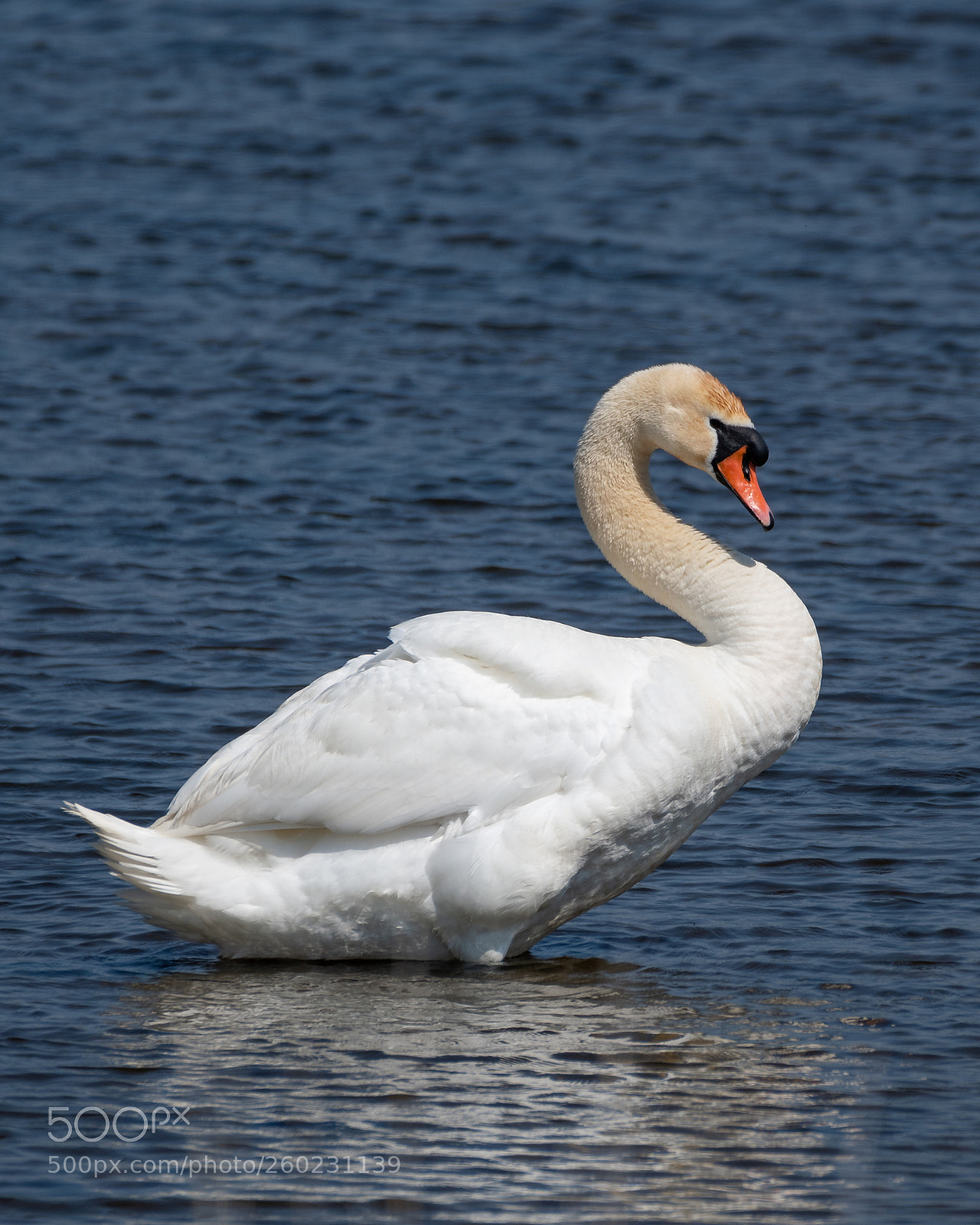 Nikon D500 sample photo. White swan photography