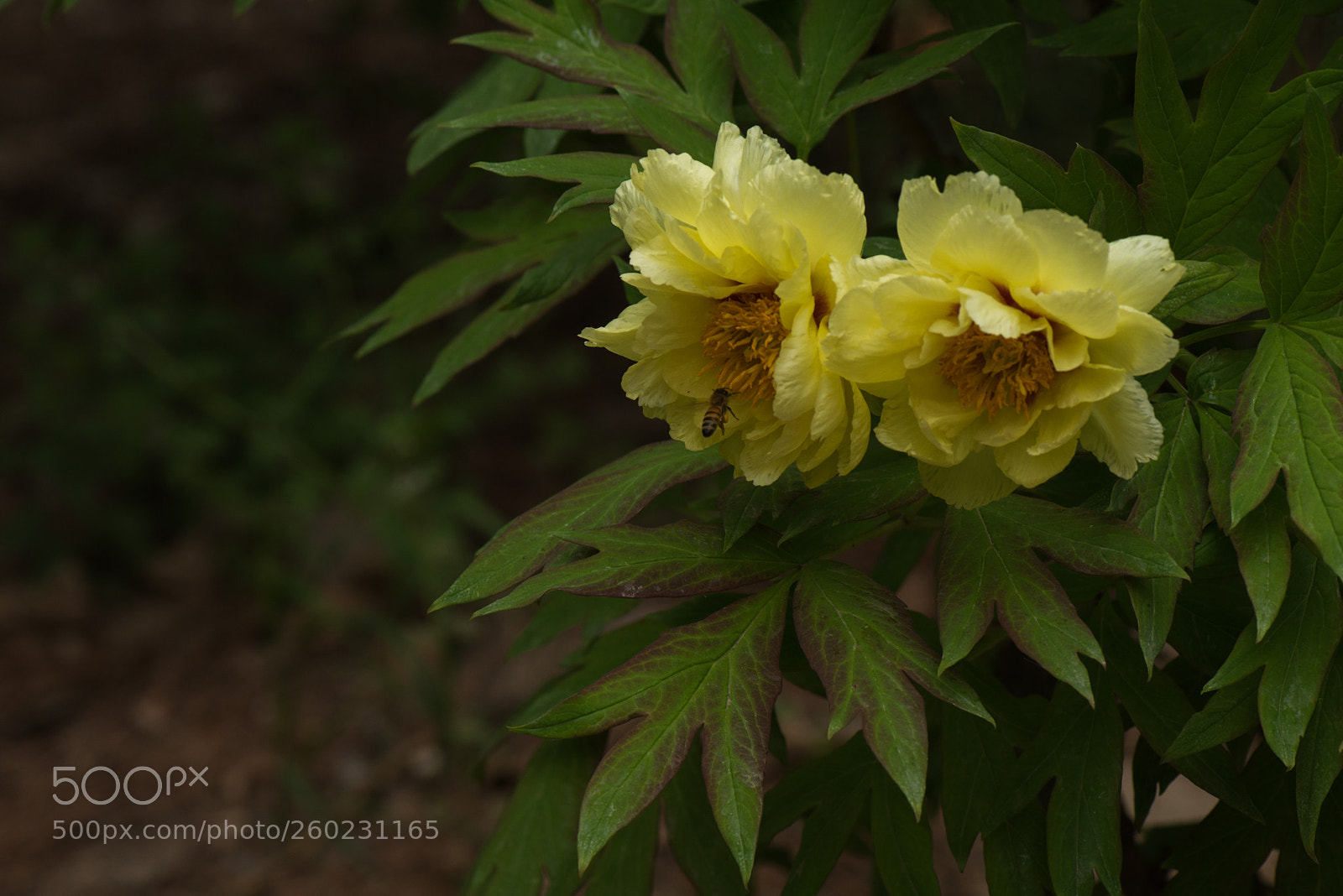 Nikon D800E sample photo. Yellow peony photography