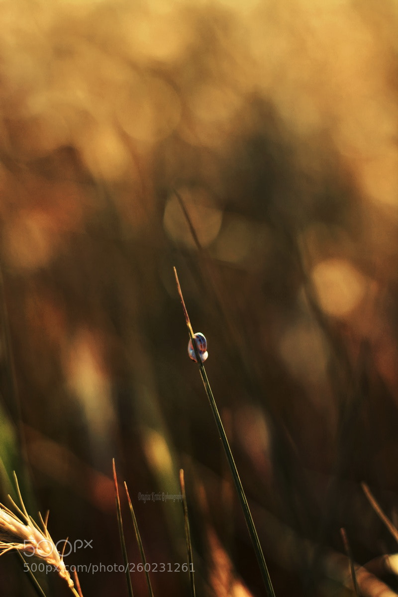 Nikon D7100 sample photo. Dreamer ii photography