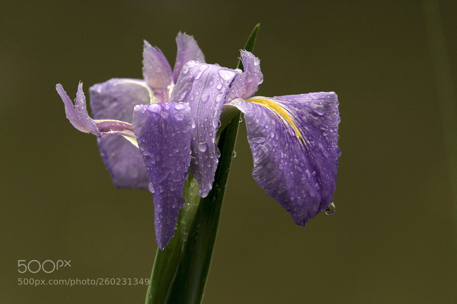 Canon EOS 7D sample photo. 雨后鸢尾 photography