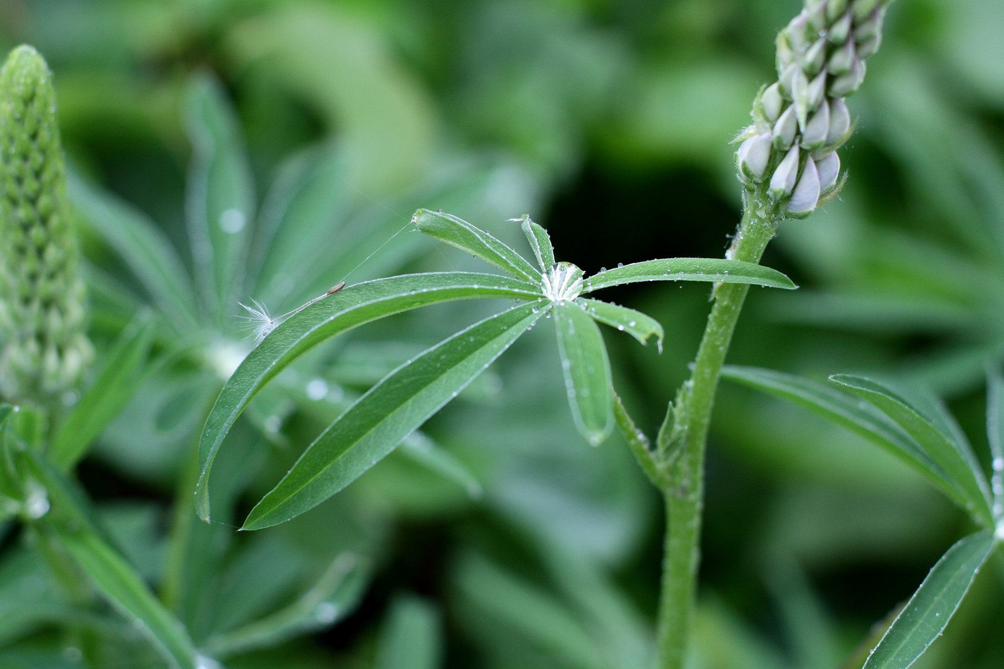 Canon EOS 50D + Canon EF 50mm F1.4 USM sample photo. Drop&seed photography