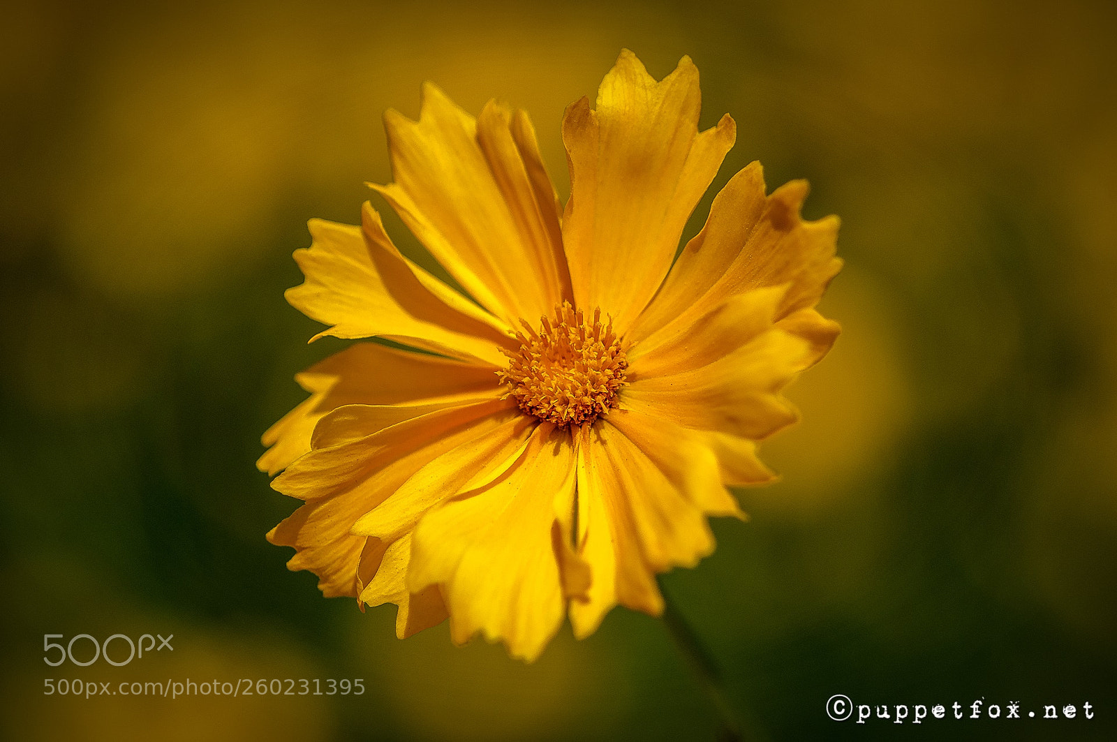 Pentax K-r sample photo. Tickseed flower photography