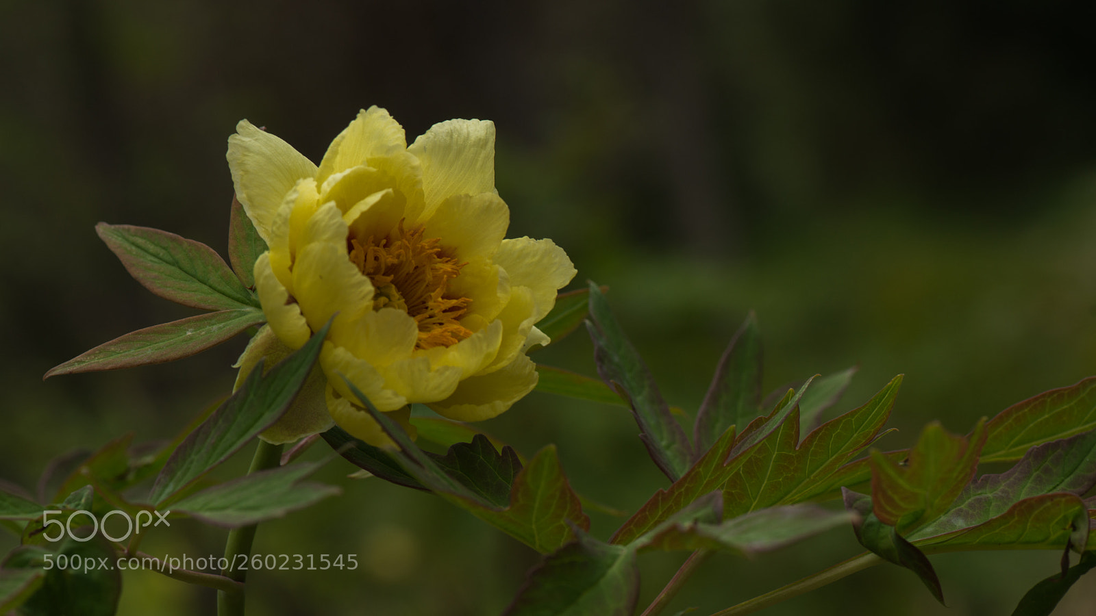 Nikon D800E sample photo. Yellow peony photography