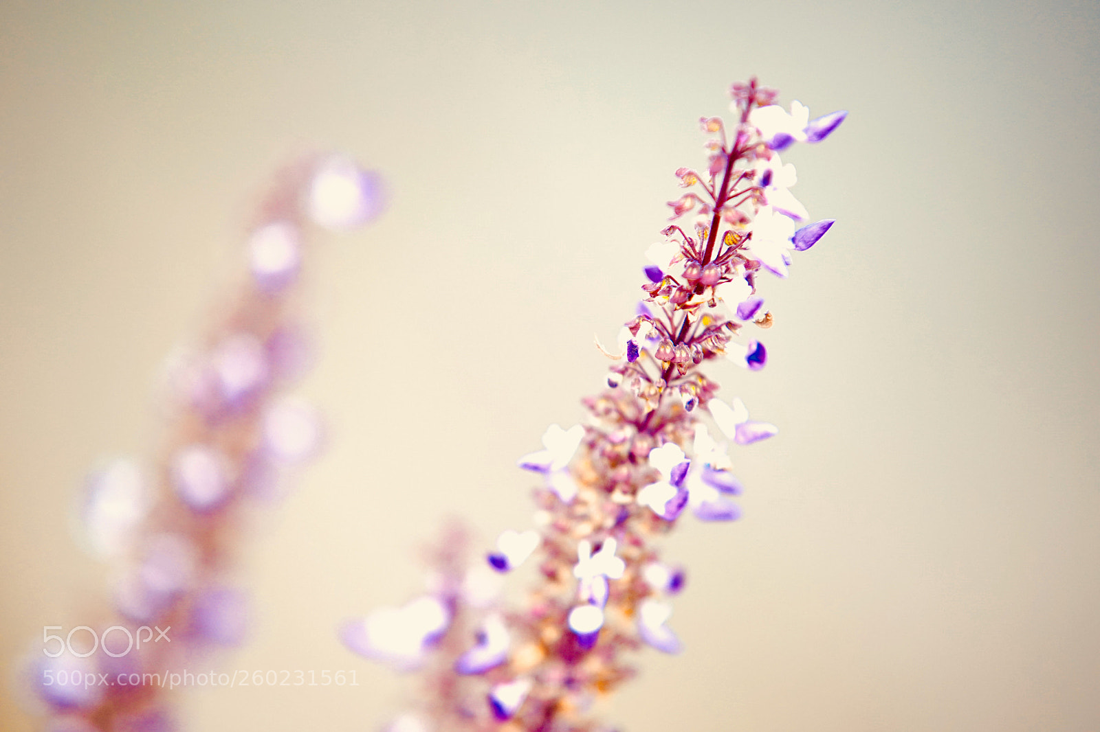 Sony a7 III sample photo. Purple flower photography