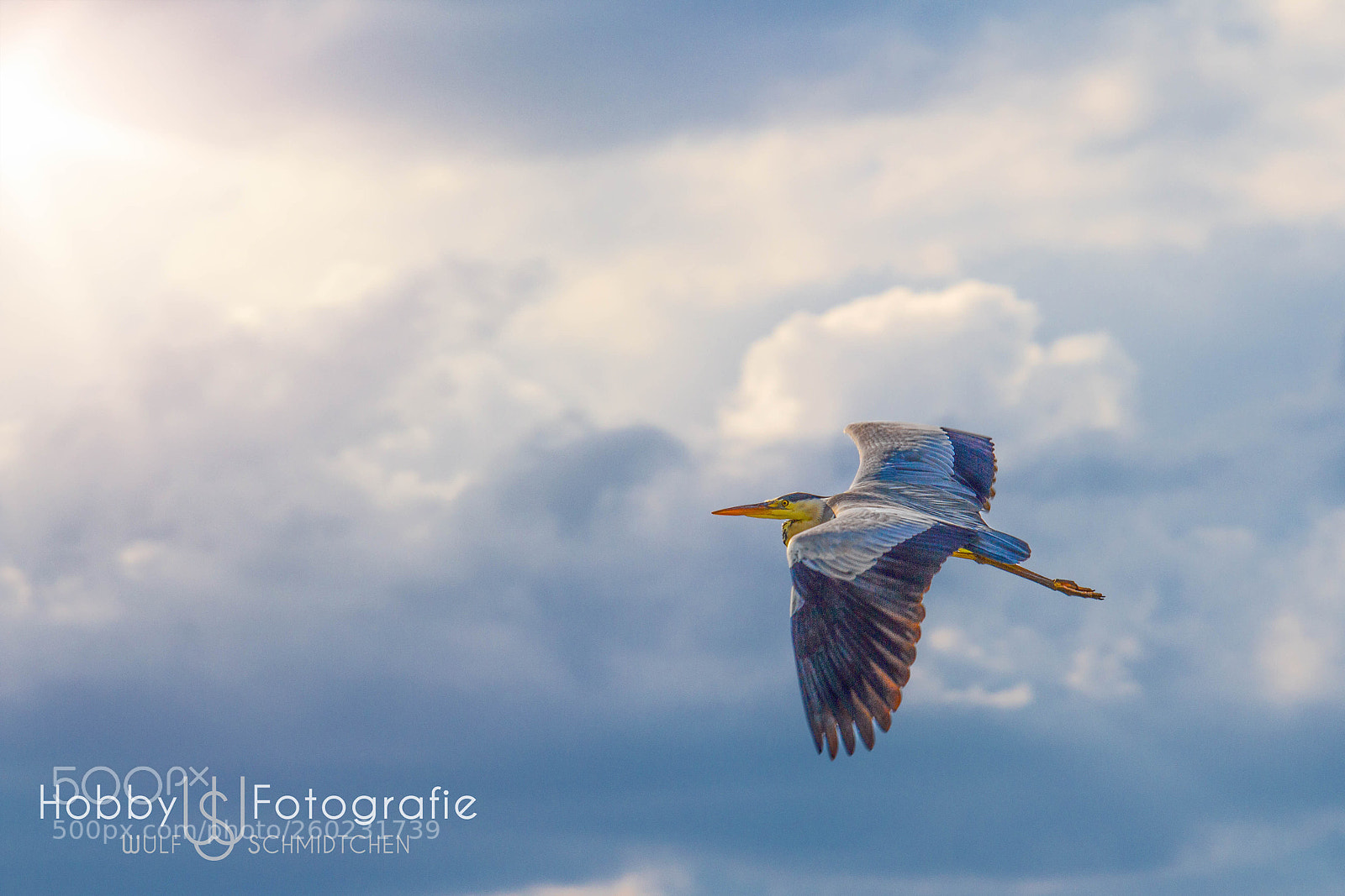 Canon EOS 650D (EOS Rebel T4i / EOS Kiss X6i) sample photo. Stork photography