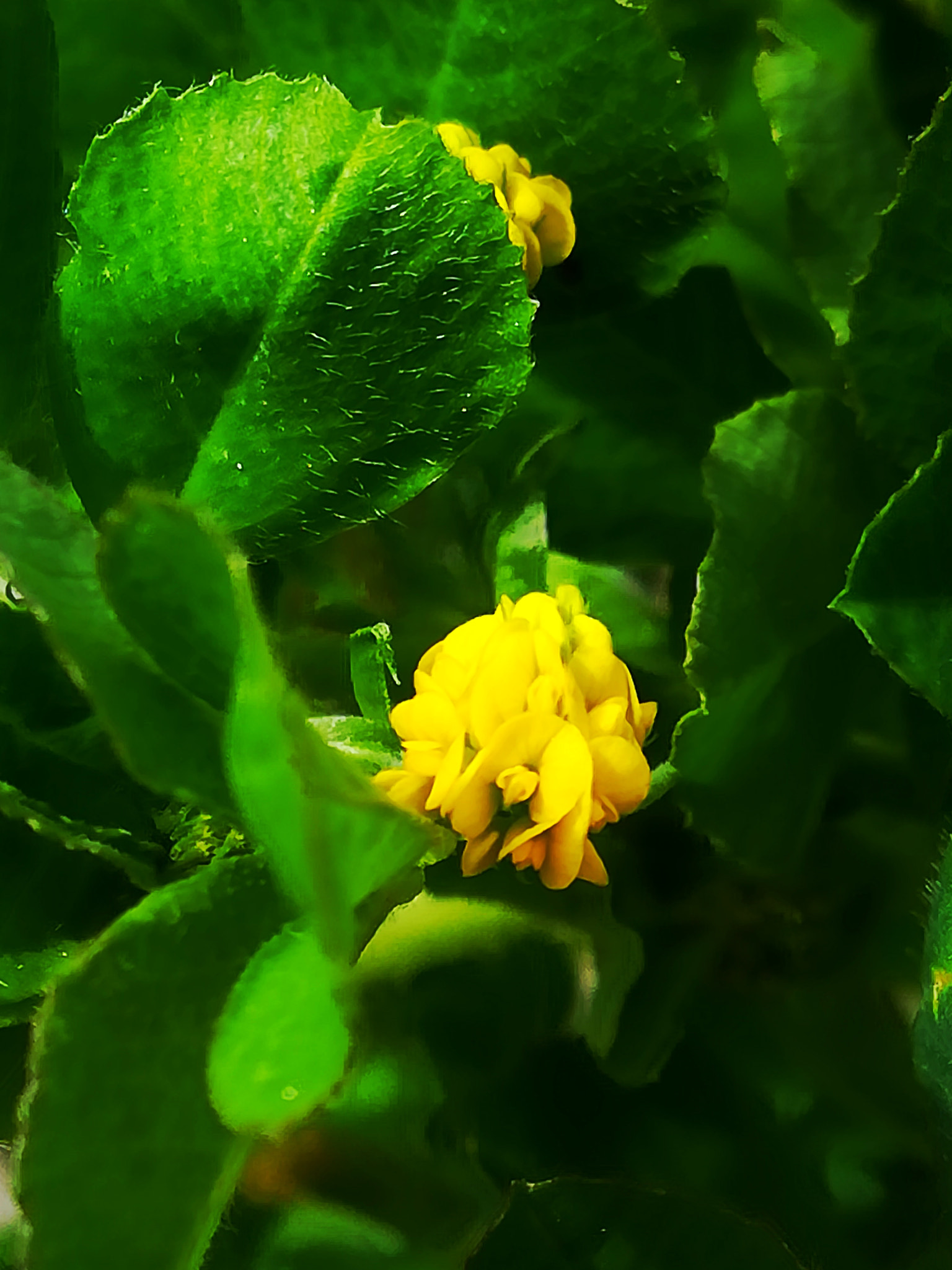 HUAWEI PRA-LX1 sample photo. Scoperta/discovery/発見 photography
