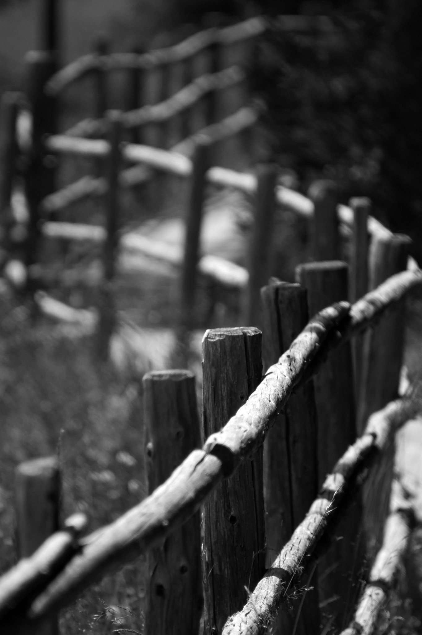 Sony Alpha DSLR-A550 sample photo
