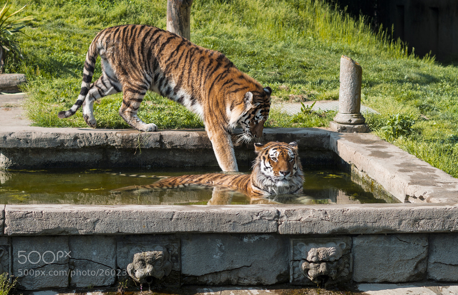 Pentax K-50 sample photo. Tigers photography