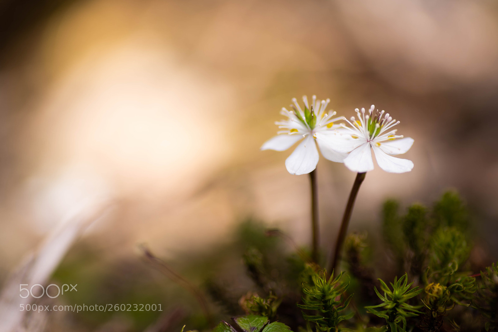 Pentax K-1 sample photo. The two photography