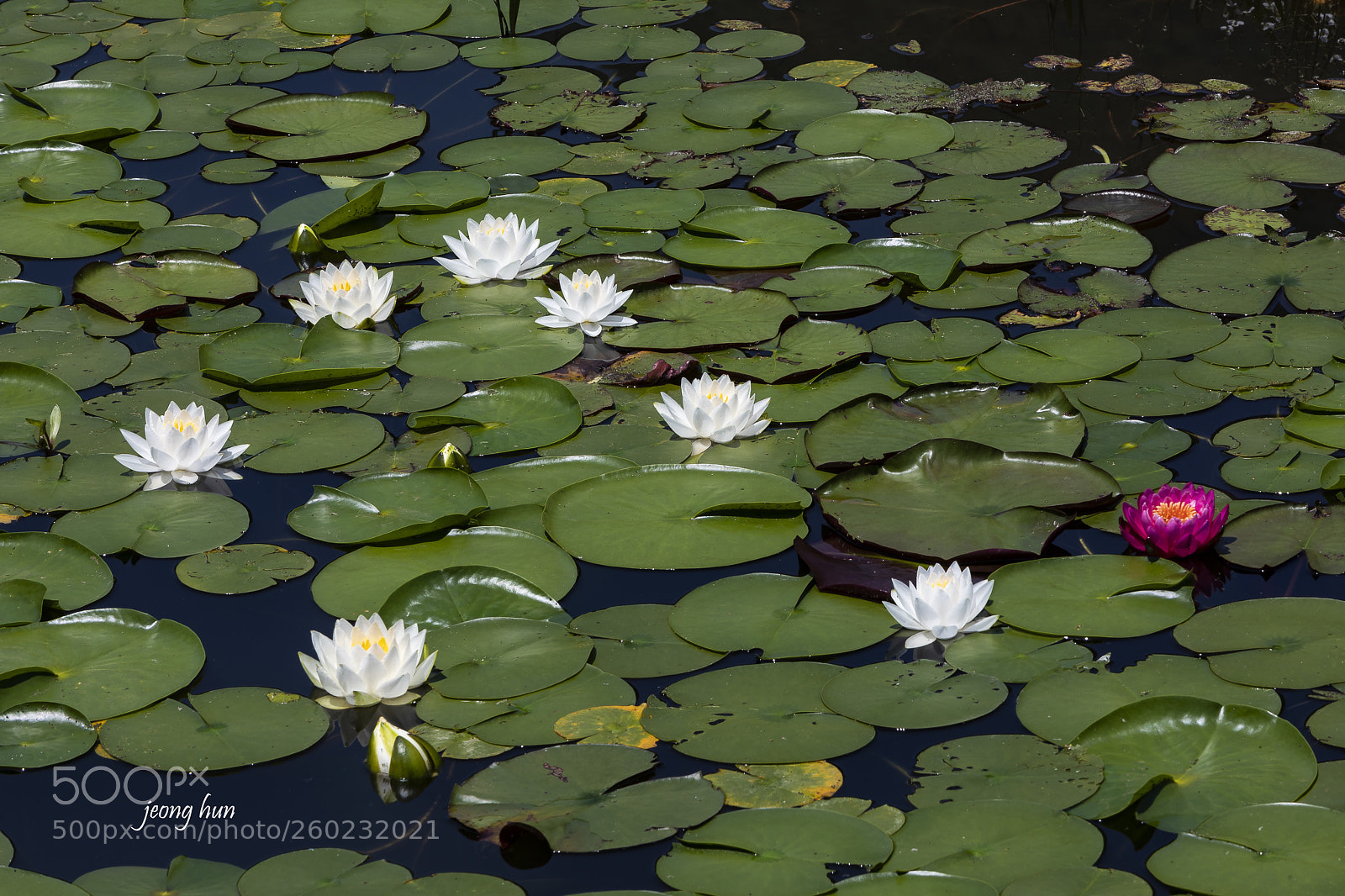 Canon EOS 5D Mark IV sample photo. Water lily photography