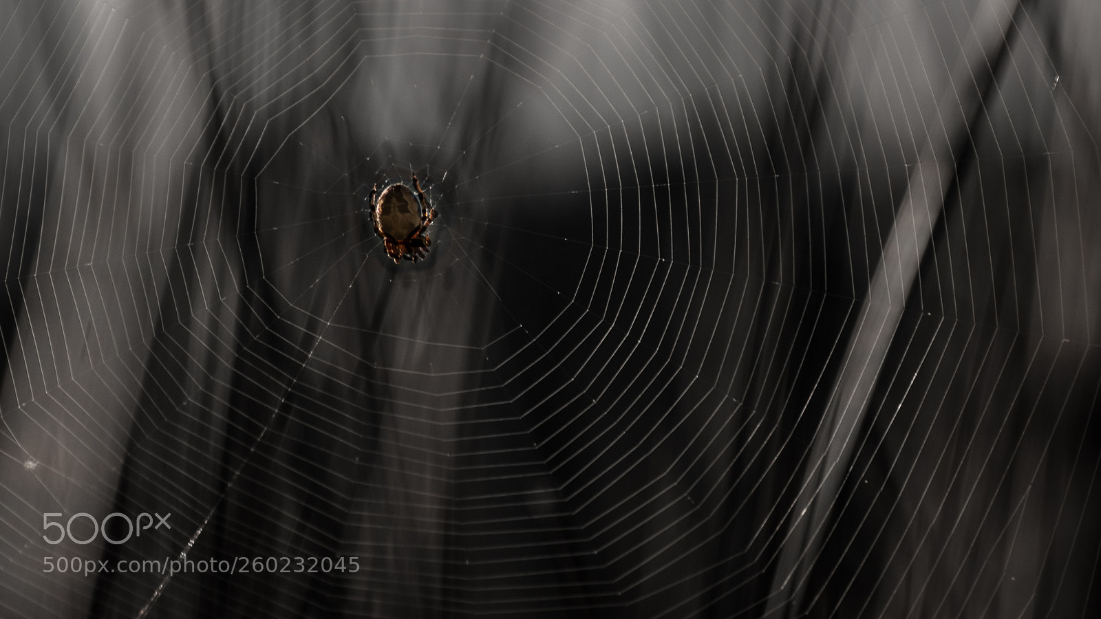 Sony Alpha DSLR-A230 sample photo. Spider architecture photography