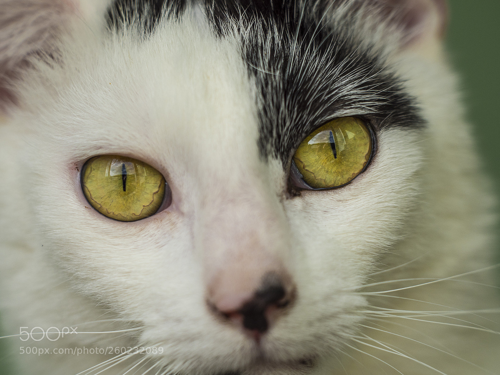 Olympus OM-D E-M1 Mark II sample photo. Eyes photography