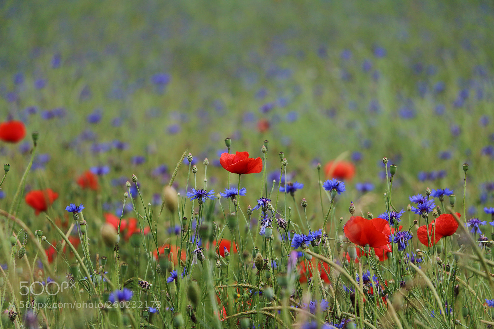 Canon EOS 70D sample photo. Summermood photography