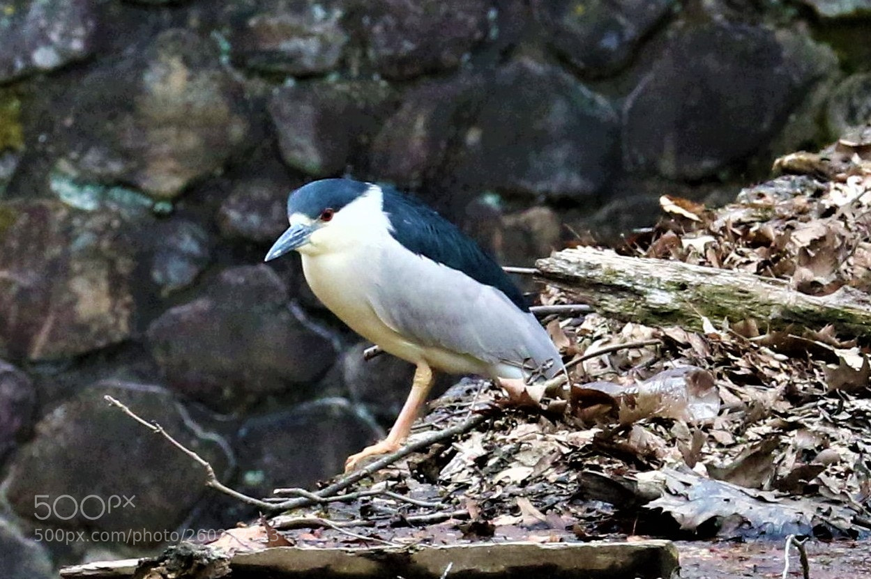 Canon EOS 7D Mark II sample photo. Bird on the hunt photography