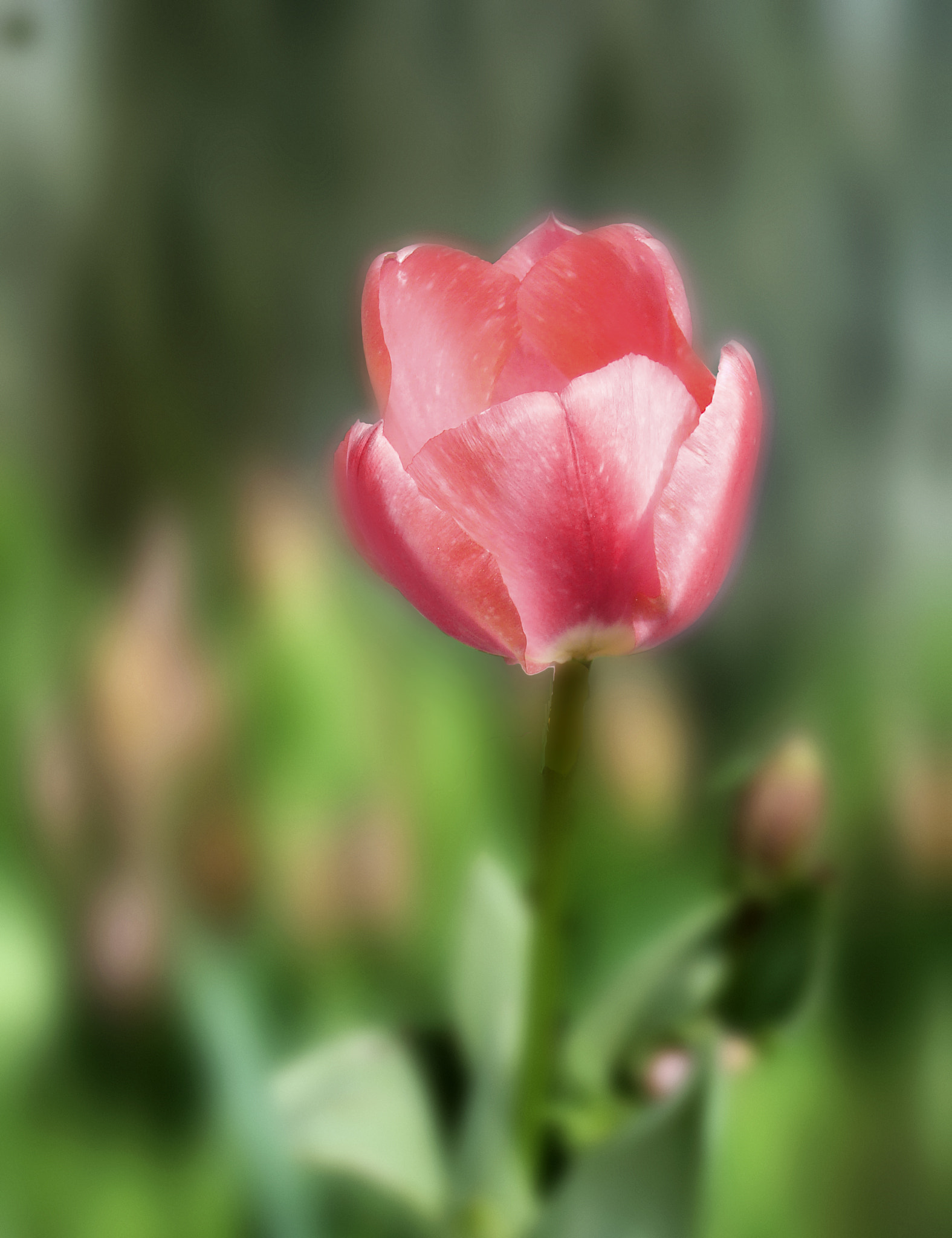 Sony Cyber-shot DSC-H10 sample photo. Tulipan photography