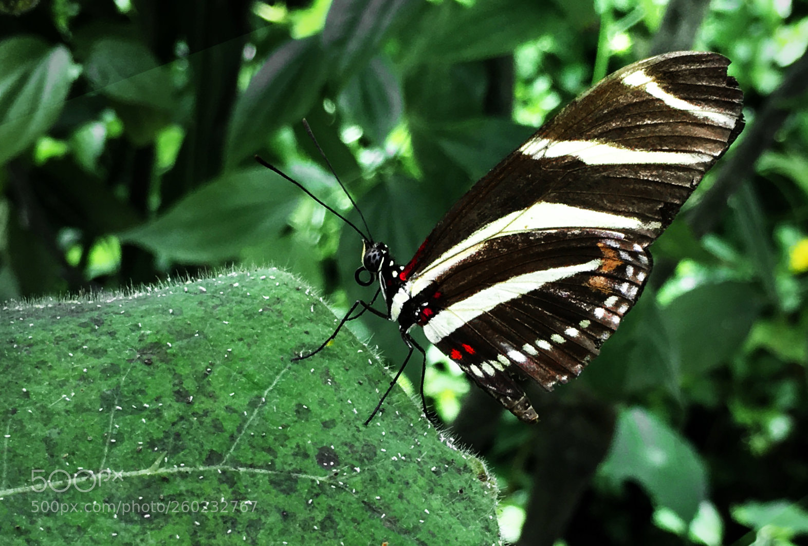Apple iPhone 6s sample photo. Butterfly photography
