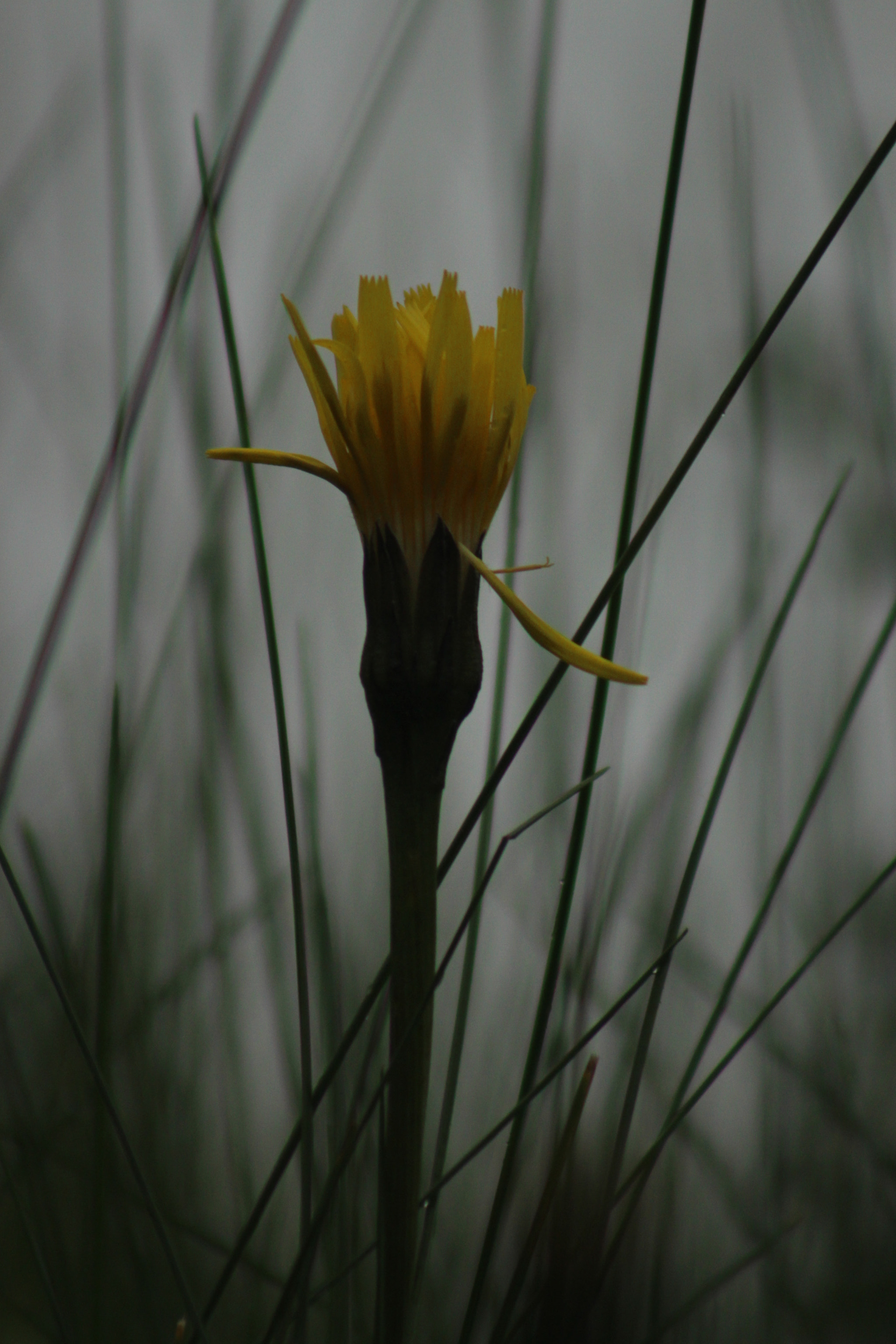 Canon EF 75-300mm f/4-5.6 USM sample photo. Dandelion bud photography